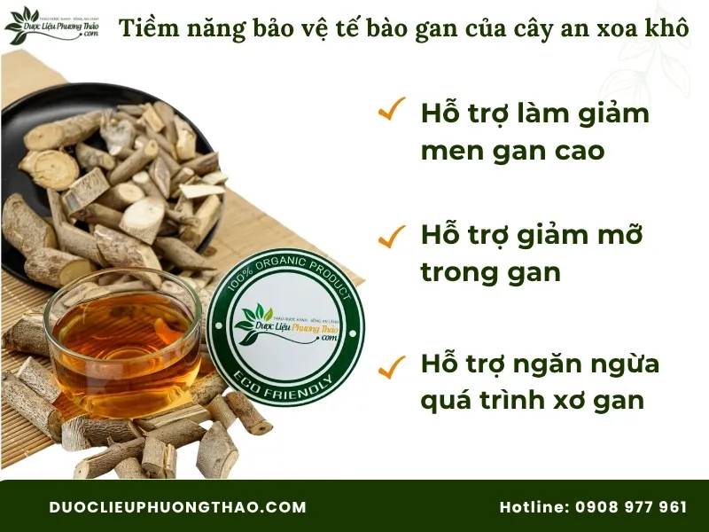 Tiềm năng bảo vệ tế bào gan của cây an xoa khô