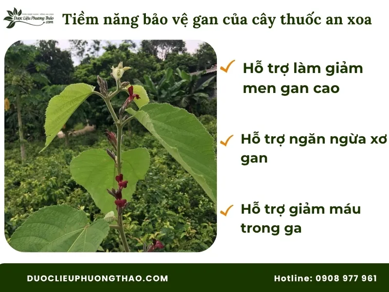 Cây thuốc an xoa có tác dụng gì: 3 sự thật từ góc nhìn khoa học và lưu ý quan trọng trước khi dùng. Tiềm năng bảo vệ gan của cây thuốc an xoa theo khao học