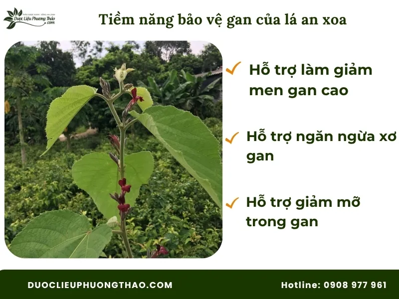 Lá cây an xoa có tác dụng gì theo khoa học