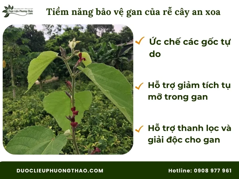 Tiềm năng bảo vệ gan của rể cây an xoa 