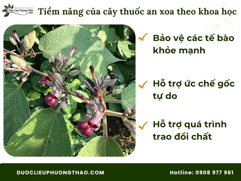 Cây thuốc an xoa có tác dụng gì: 3 sự thật từ góc nhìn khoa học và lưu ý quan trọng trước khi dùng. Cây thuốc an xoa có tác dụng gì theo khoa học
