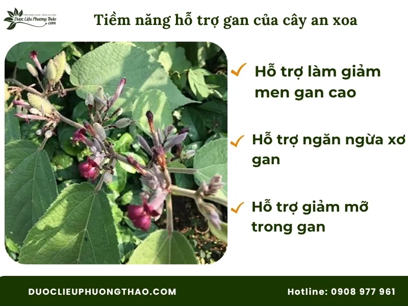 4 Tác dụng của cây an xoa và cách dùng chuẩn xác, an toàn tại nhà Tiềm năng hỗ trợ gan của cây an xoa