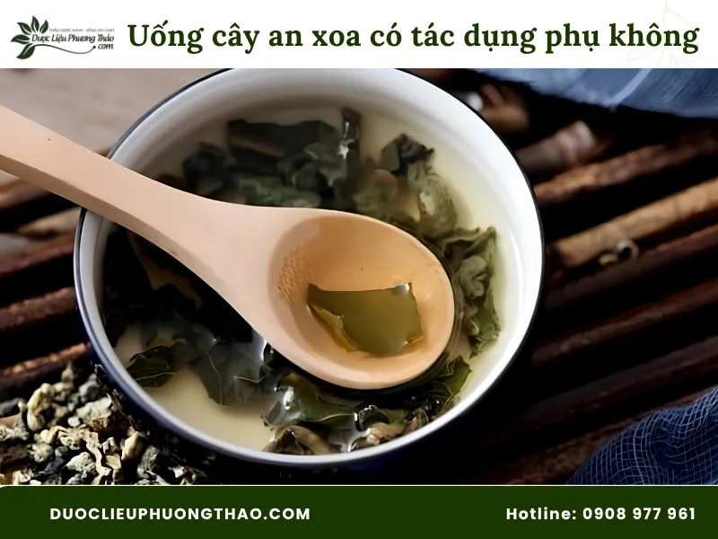 Uống cây an xoa có tác dụng phụ không? Giải đáp chi tiết từ A-Z theo góc nhìn chuyên gia