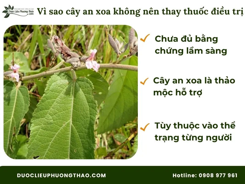 Uống cây an xoa có tác dụng gì? Góc nhìn từ dân gian đến khoa học hiện đại Không nên dùng cây an xoa thay thế thuốc điều trị của bác sĩ