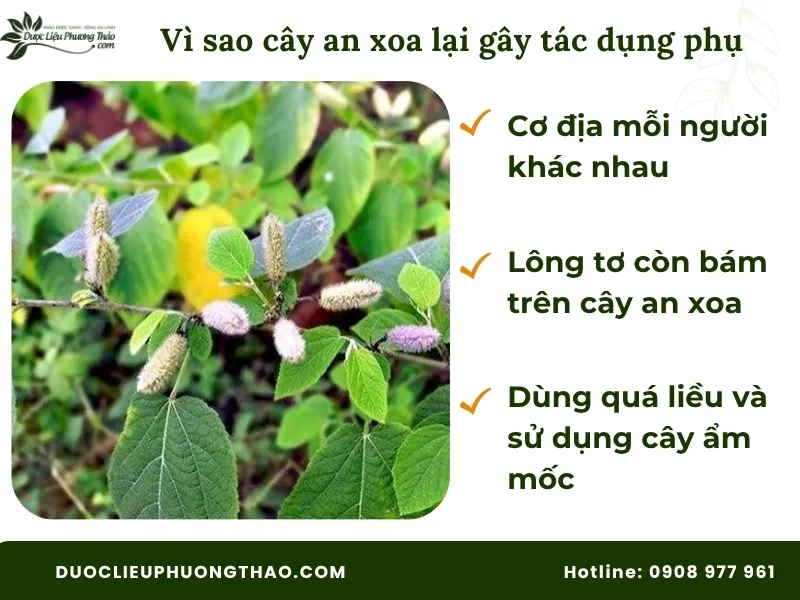 Uống cây an xoa có tác dụng phụ không