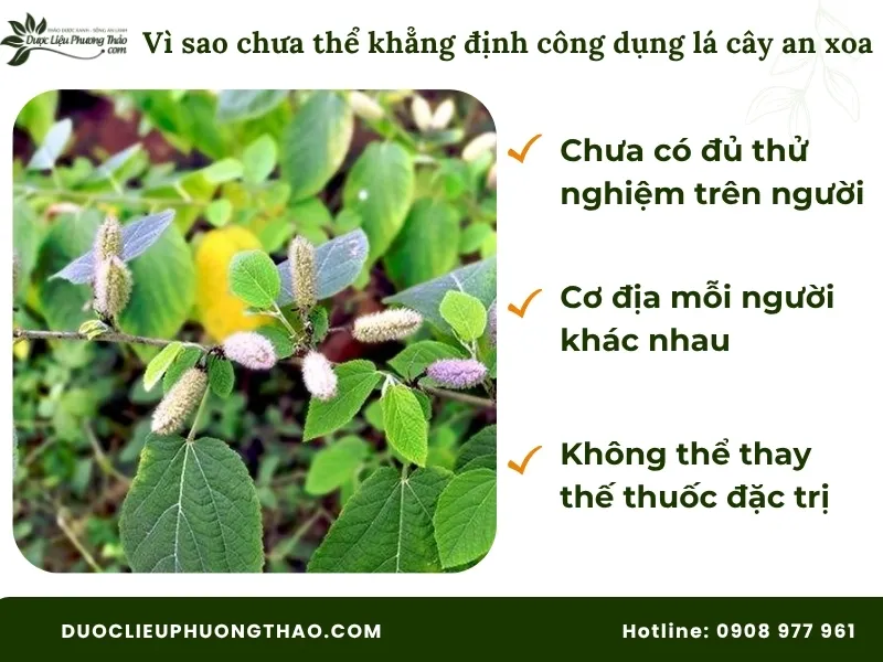 Những điều cần lưu ý về công dụng của lá an xoa theo góc nhìn nghiên cứu