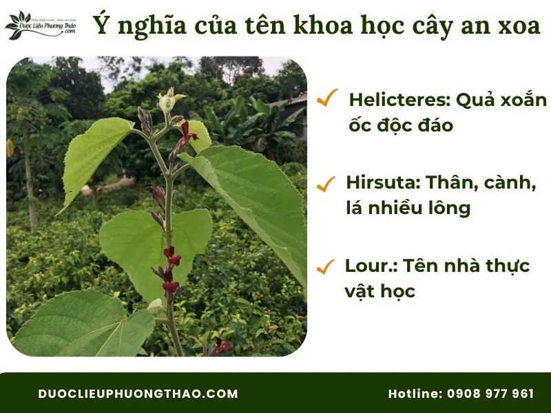 Ý nghĩa của tên khoa học cây an xoa